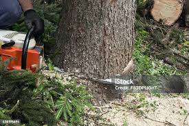 How Our Tree Care Process Works  in  Frederick, MD
