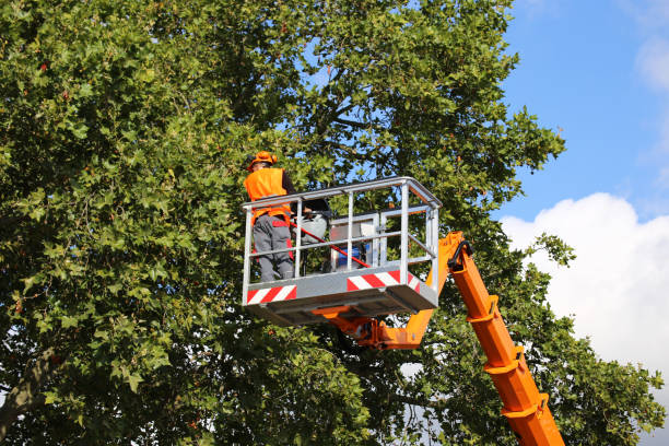 Best Utility Line Clearance  in Frederick, MD