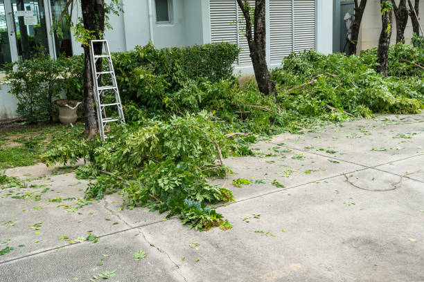Best Fruit Tree Pruning  in Frederick, MD