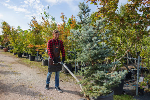 Best Tree Trimming and Pruning  in Frederick, MD