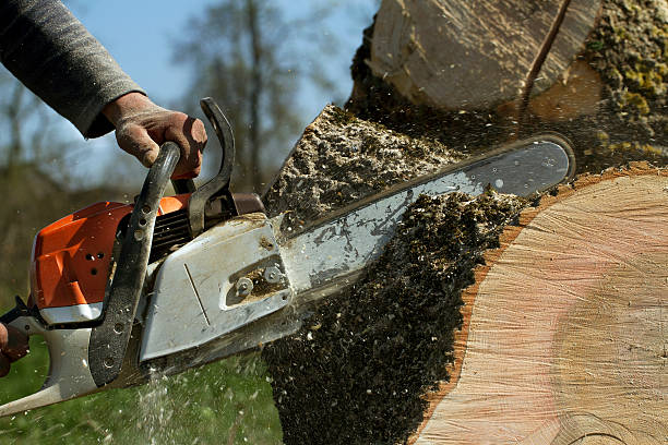 Frederick, MD Tree Removal Company